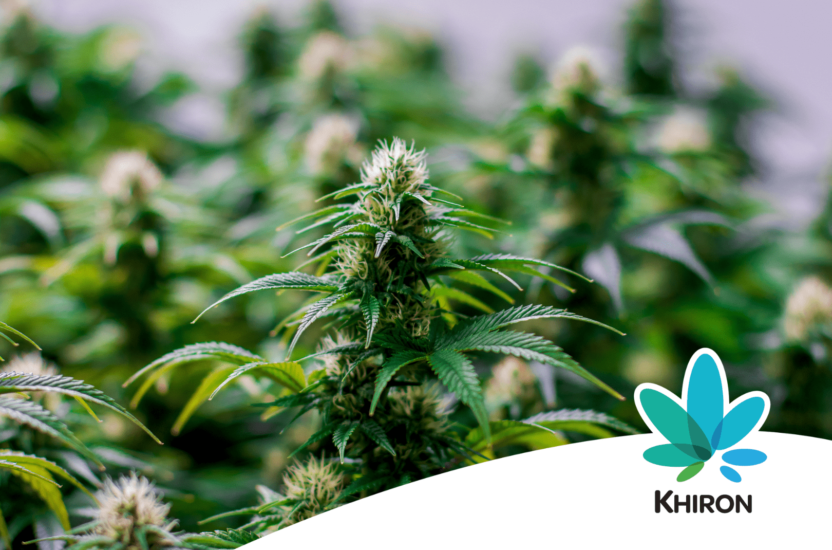 Medizinalcannabis