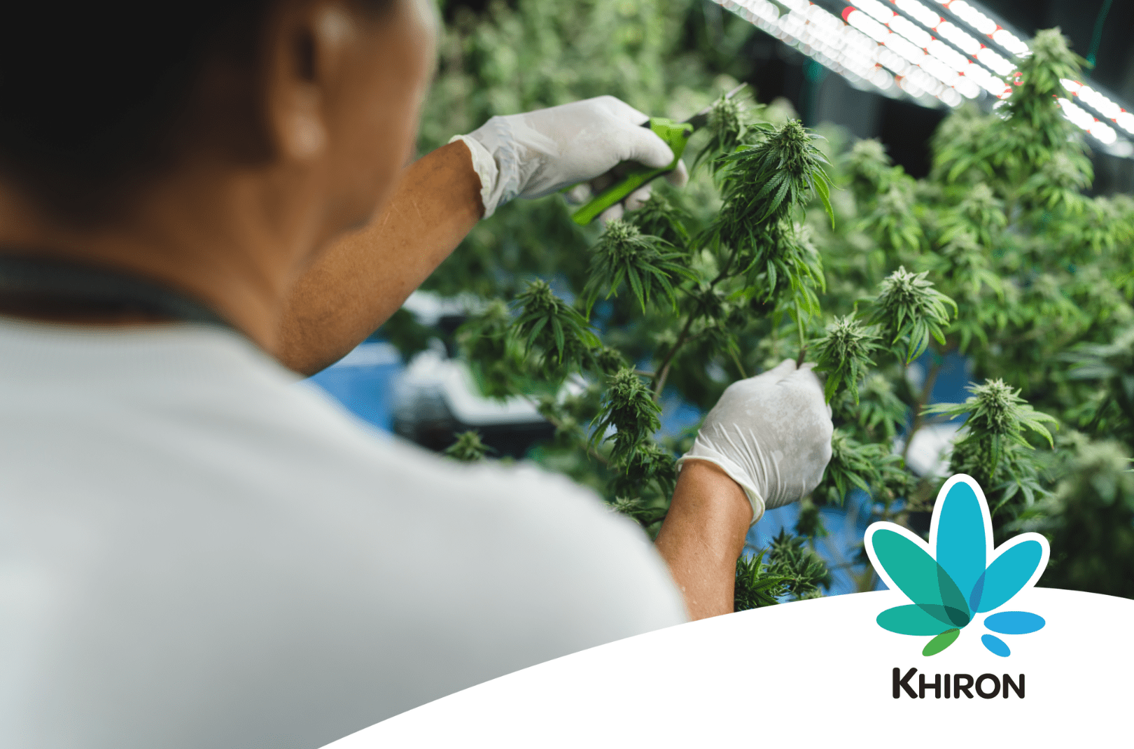Cannabis Indoor Anbau Indoor Grow Medizinalcannabis