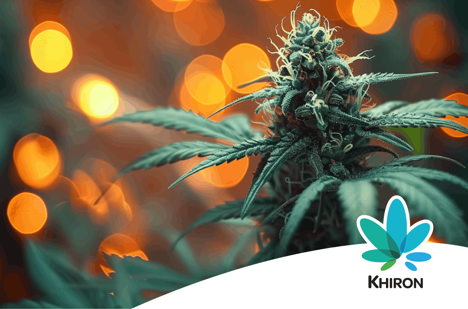 Was Sativa ist, erklärt dieser Artikel