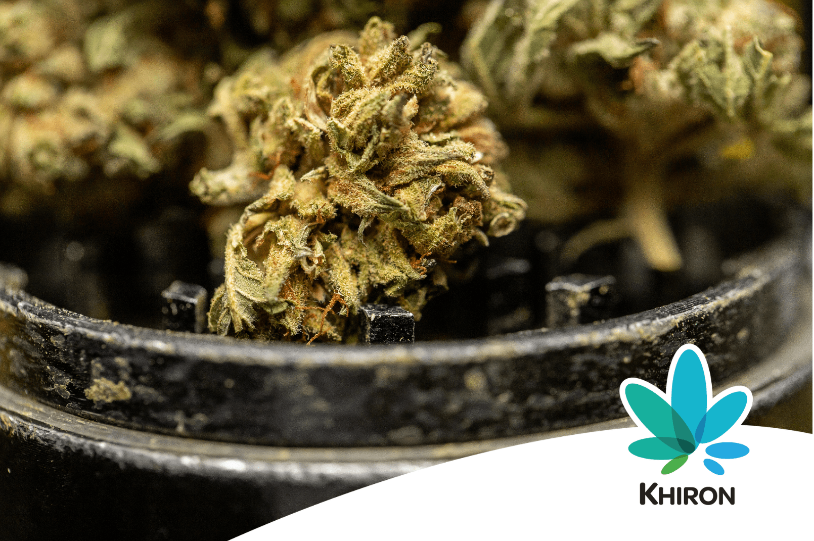 Farnesen Cannabis Terpenprofil