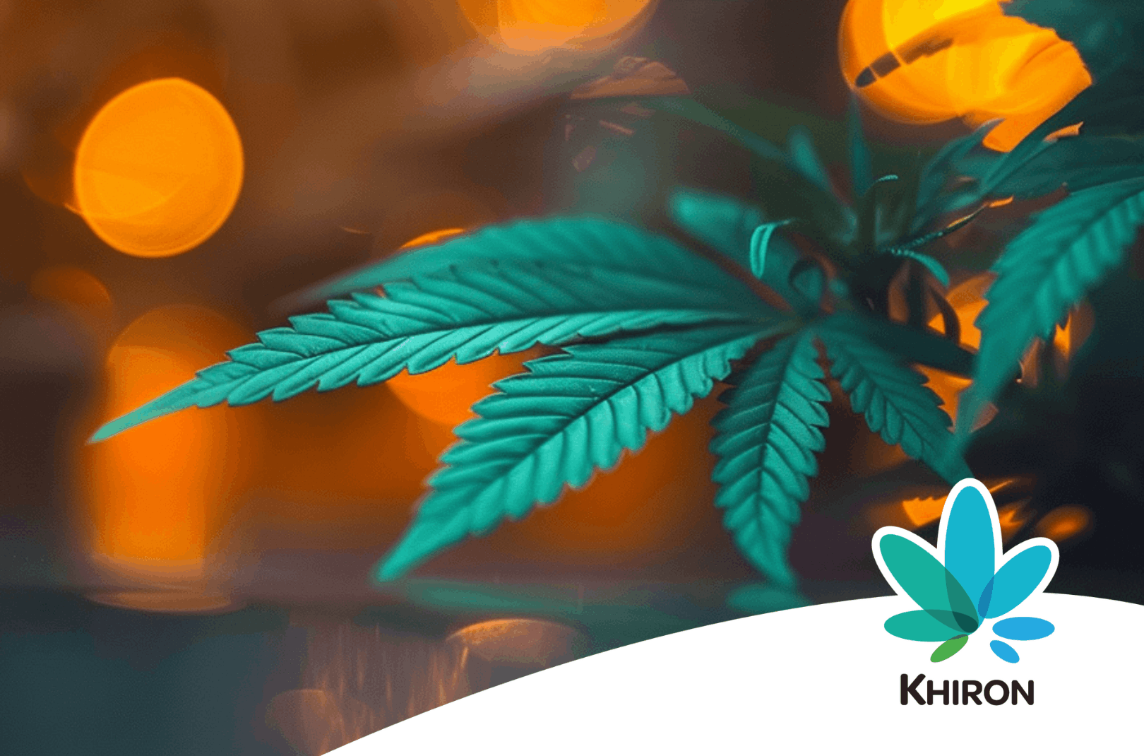 Was Indica bedeutet einfach erklärt