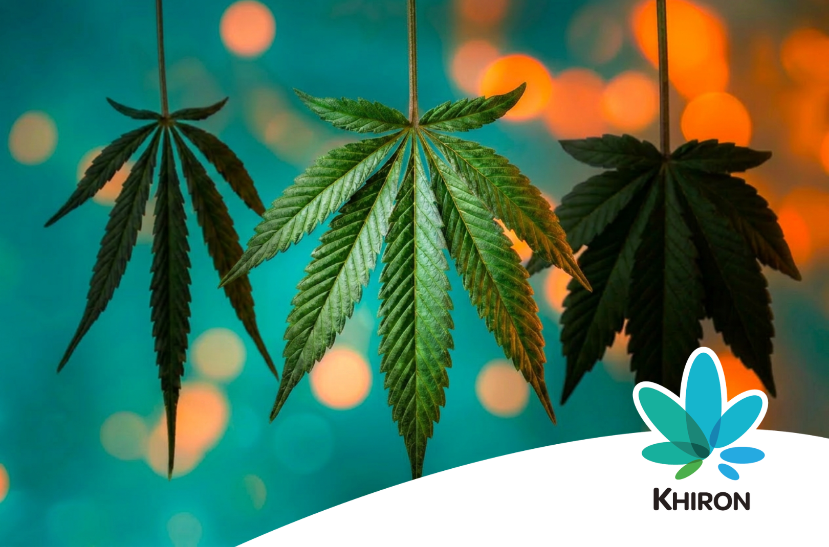 Hybrid Cannabis