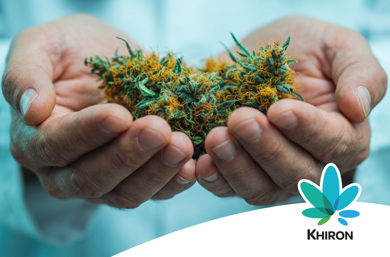 Unterschiede zwischen Medizinischem Cannabis und Freizeitcannabis
